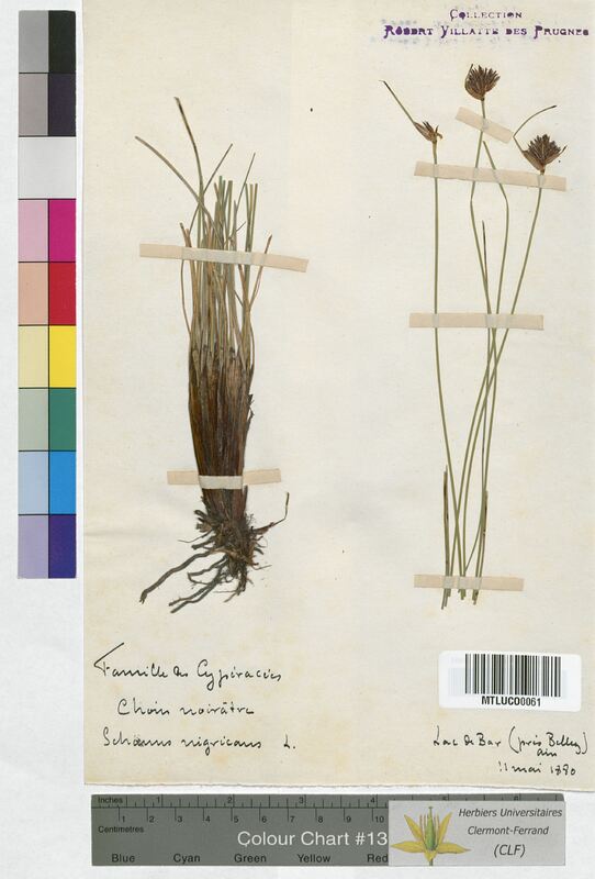 Schoenus nigricans (Cyperaceae)