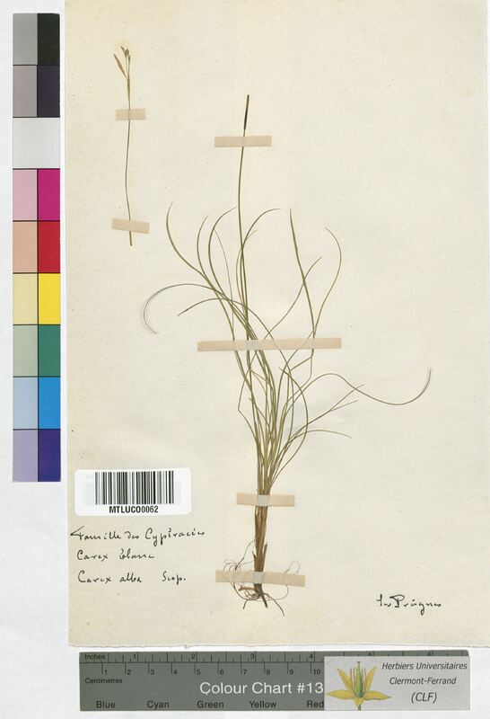 Carex alba (Cyperaceae)
