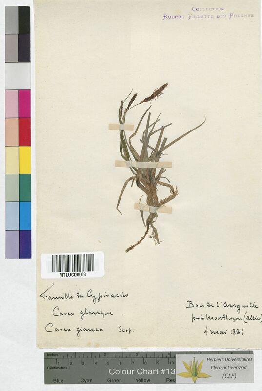 Carex glauca (Cyperaceae)