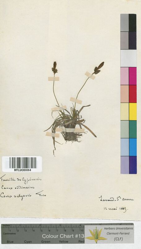 Carex vulgaris (Cyperaceae)