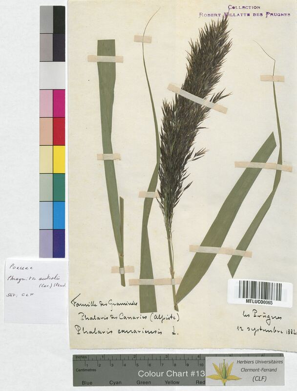Phragmites australis (Poaceae)
