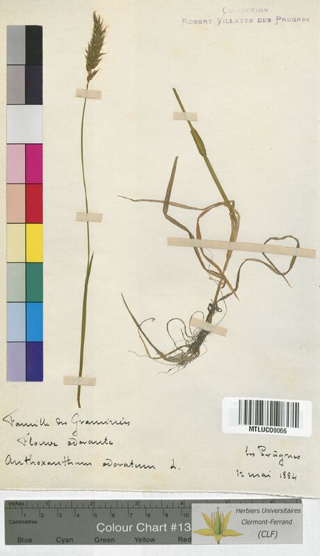 Anthoxanthum odoratum (Poaceae)