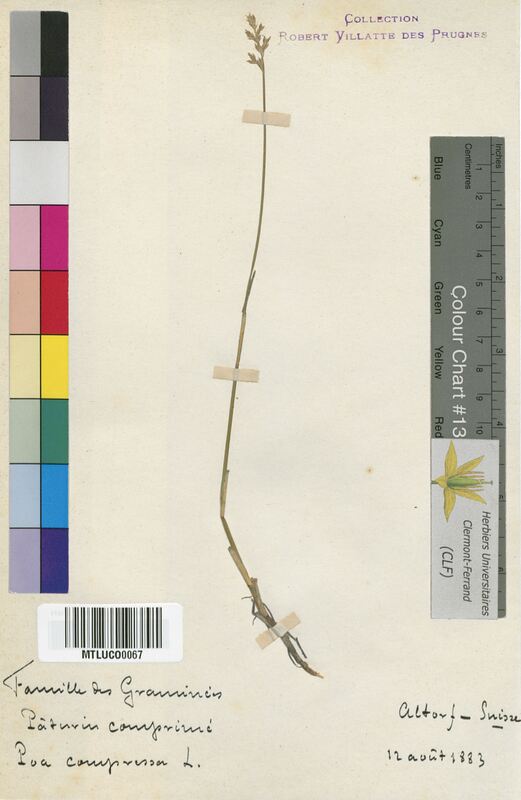 Poa compressa (Poaceae)
