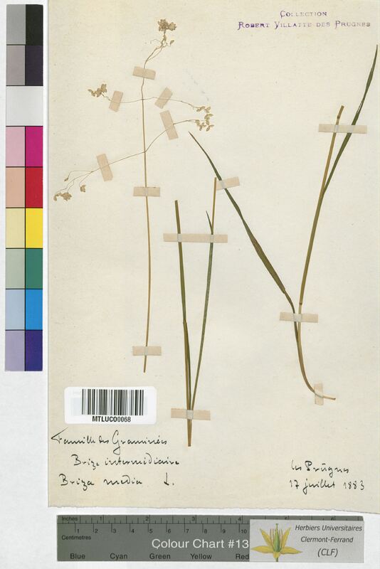 Briza media (Poaceae)