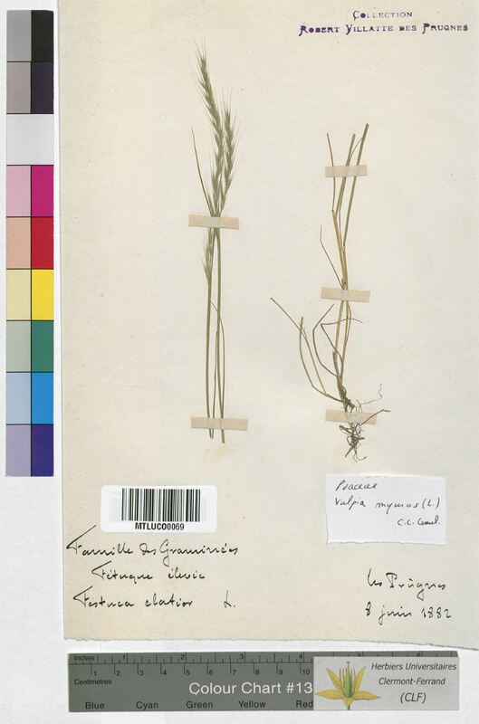 Festuca elatior (Poaceae)