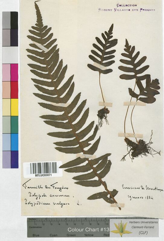 Polypodium vulgare (Polypodiaceae)