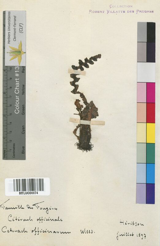 Ceterach officinarum (Aspleniaceae)