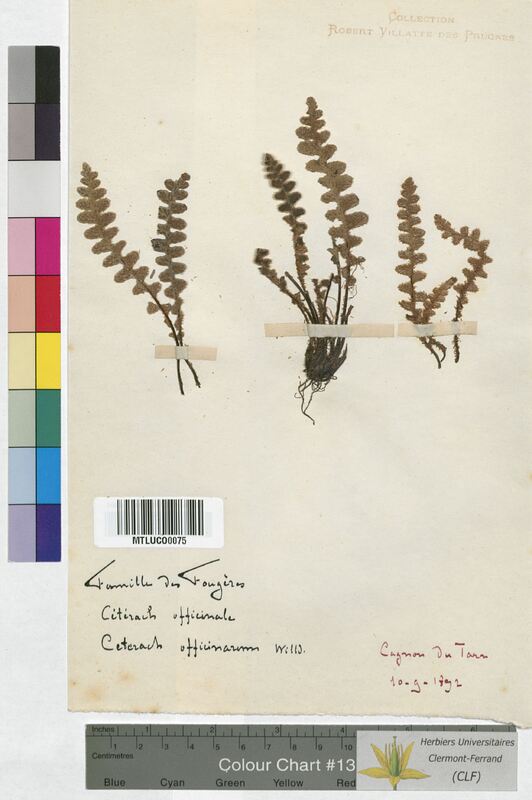 Ceterach officinarum (Aspleniaceae)