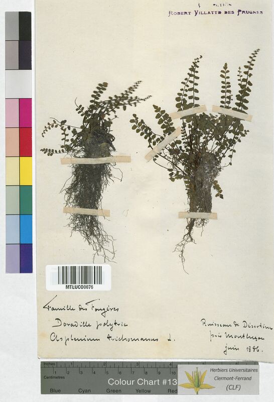 Asplenium trichomanes (Aspleniaceae)
