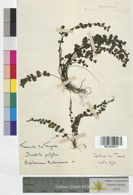 Asplenium trichomanes (Aspleniaceae)
