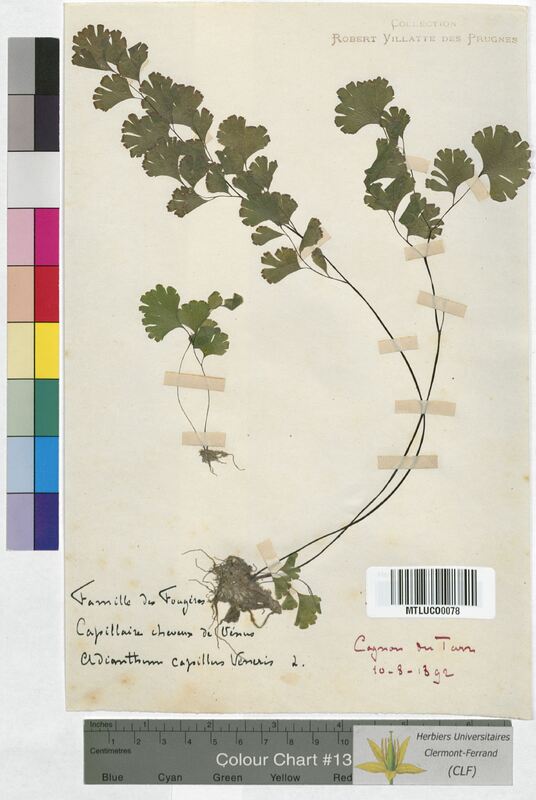 Adiantum capillus-veneris (Adiantaceae)