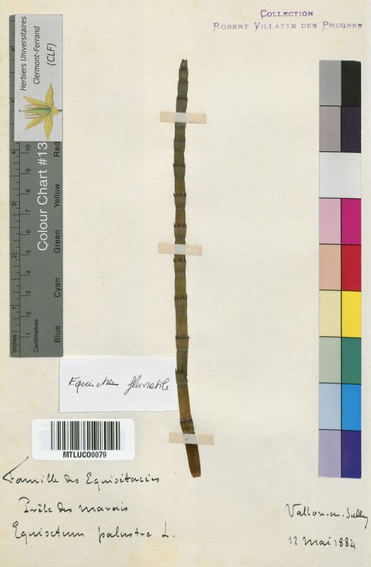 Equisetum fluviatile (Equisetaceae)