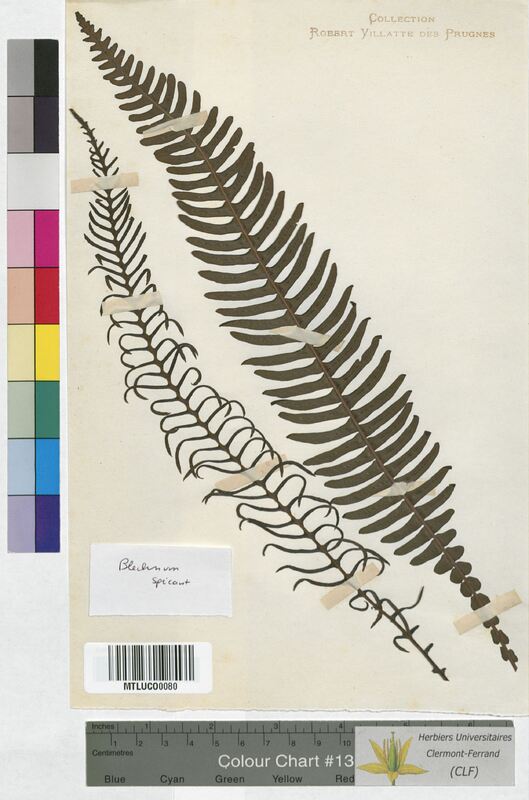 Blechnum spicant (Blechnaceae)