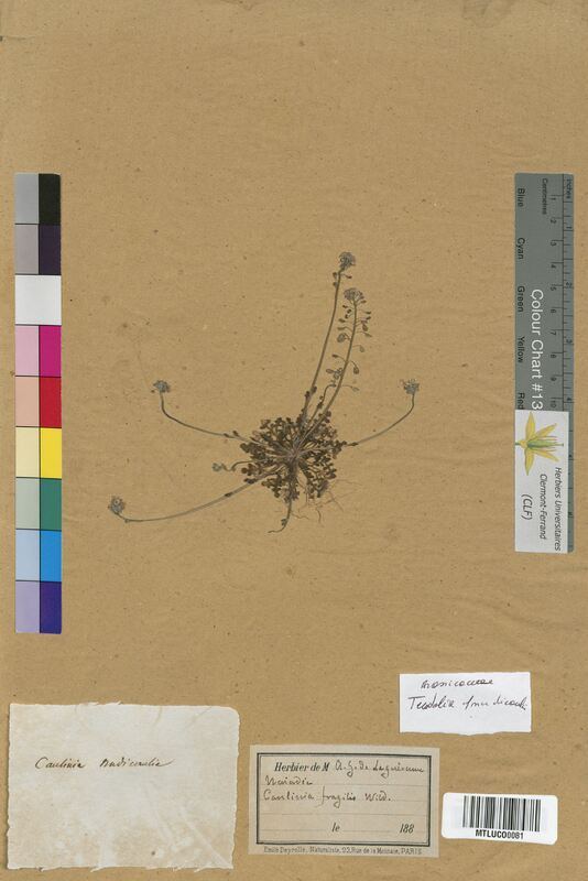 Teesdalia nudicaulis (Brassicaceae)