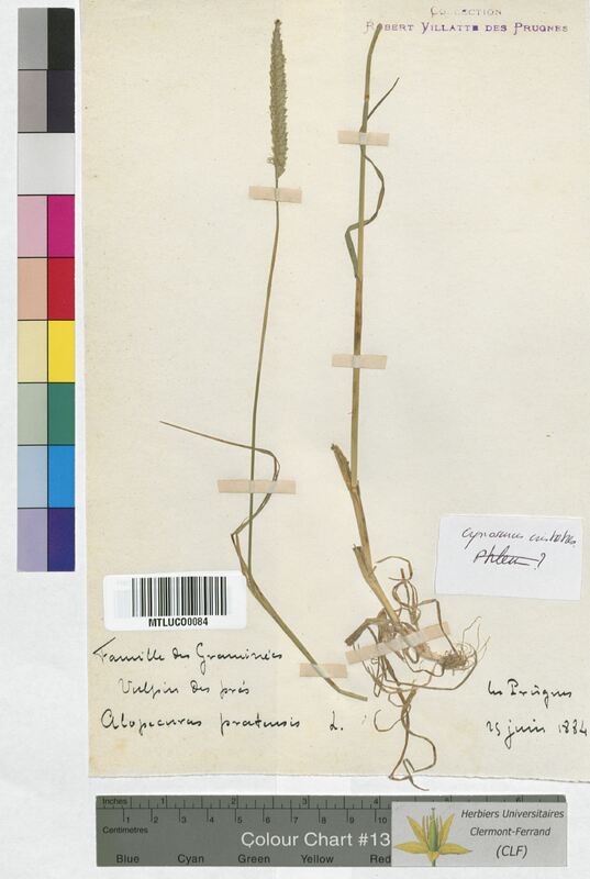 Cynosurus cristatus (Poaceae)