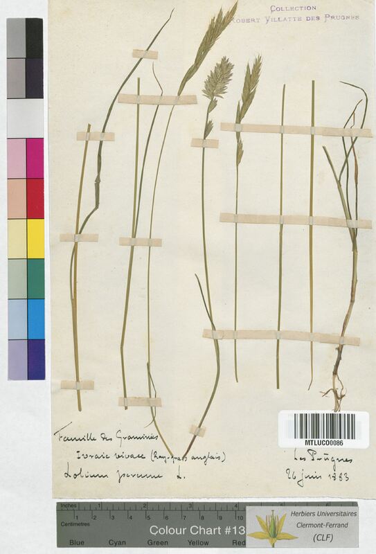 Lolium perenne (Poaceae)