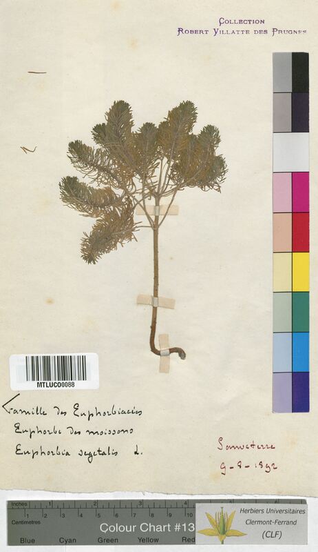 Euphorbia cyparissias (Euphorbiaceae)