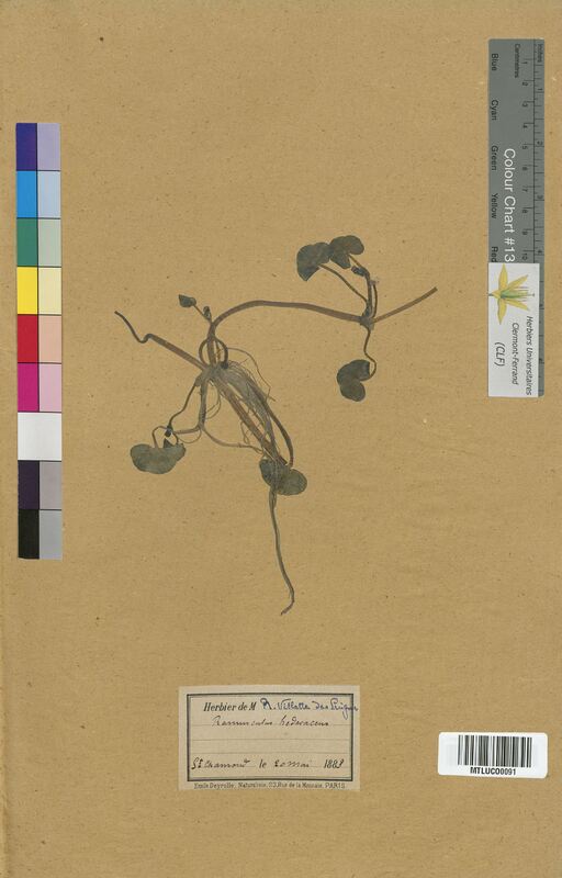 Ranunculus hederaceus (Ranunculaceae)