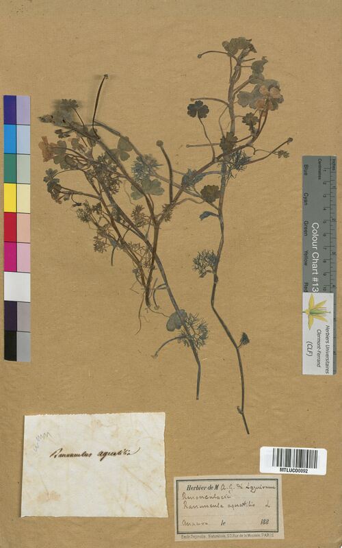 Ranunculus aquatilis (Ranunculaceae)