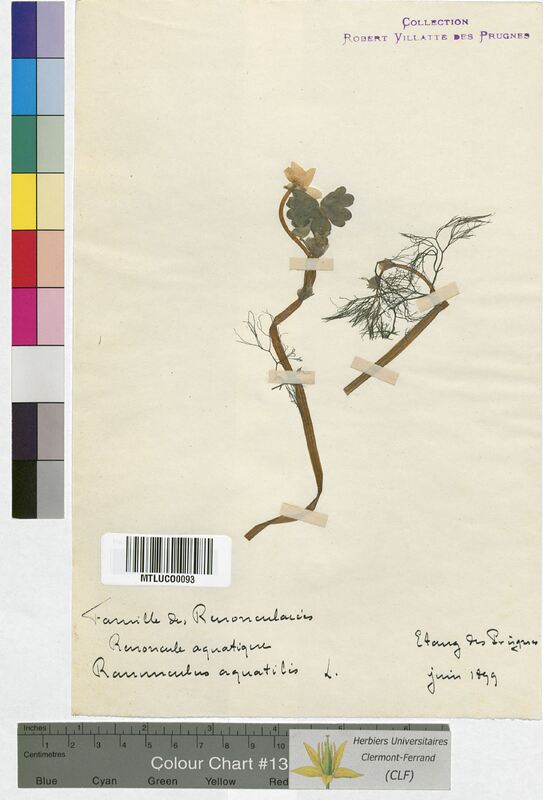Ranunculus aquatilis (Ranunculaceae)
