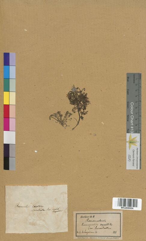Ranunculus aquatilis (Ranunculaceae)