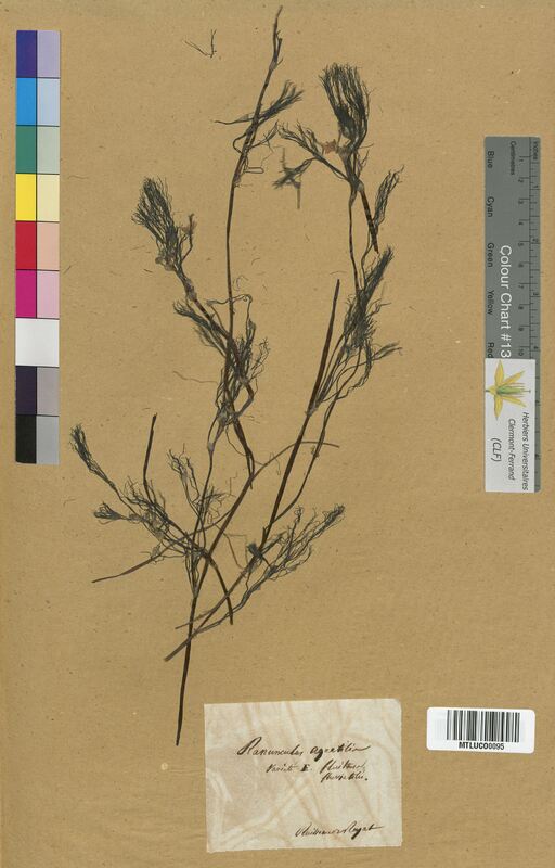 Ranunculus fluitans (Ranunculaceae)