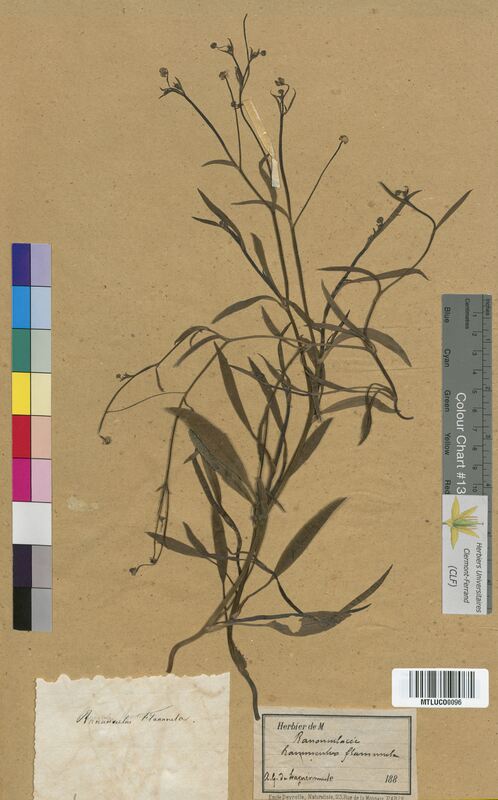 Ranunculus flammula (Ranunculaceae)