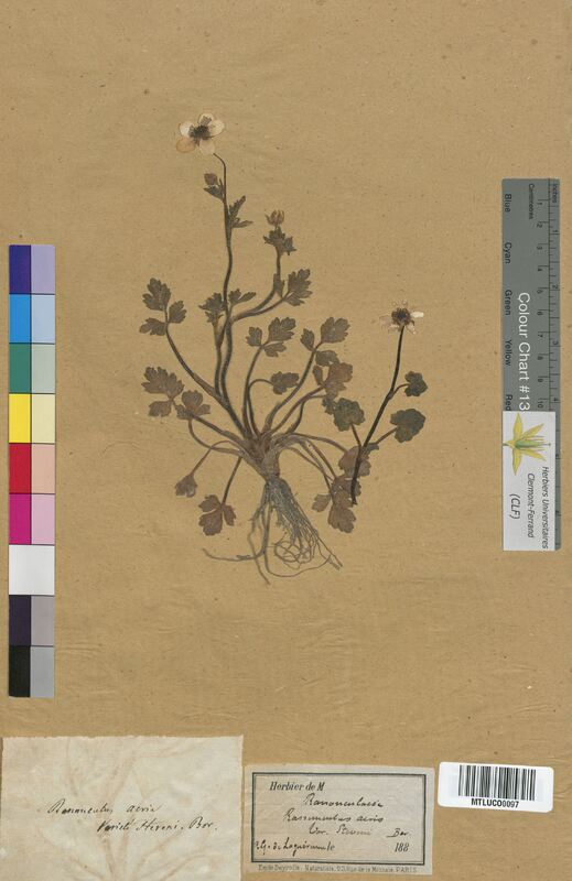 Ranunculus acris (Ranunculaceae)