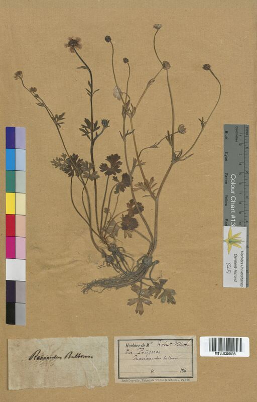 Ranunculus bulbosus (Ranunculaceae)