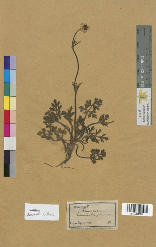 Ranunculus bulbosus (Ranunculaceae)