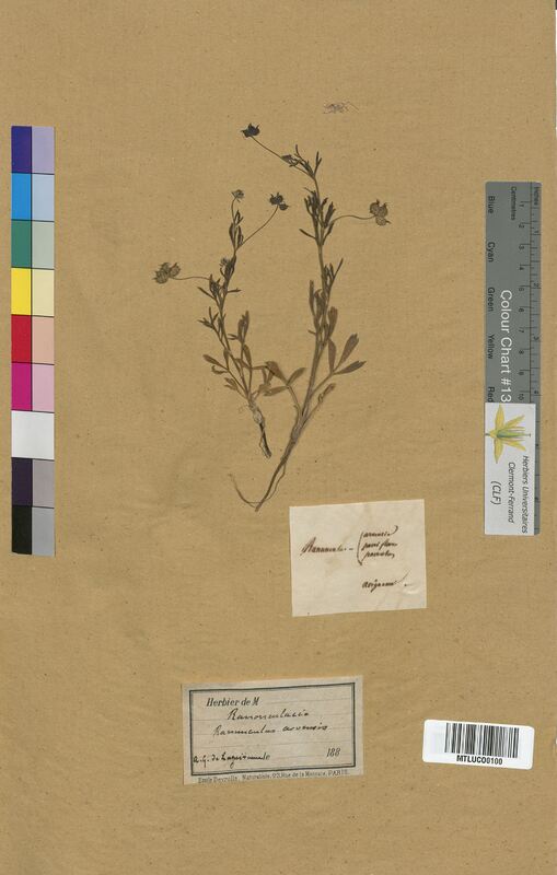 Ranunculus arvensis (Ranunculaceae)