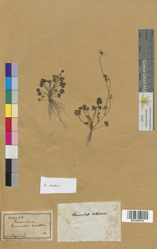 Ranunculus sardous (Ranunculaceae)