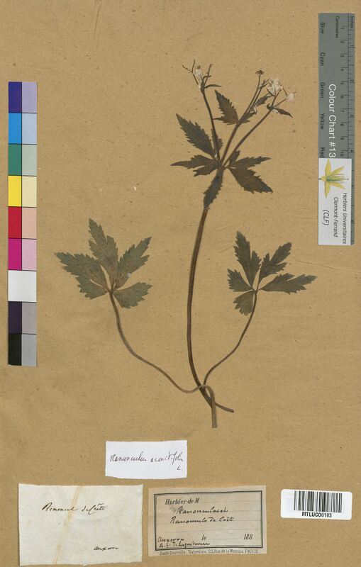 Ranunculus aconitifolius (Ranunculaceae)