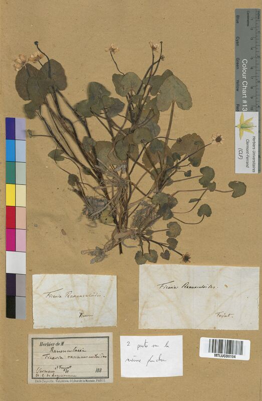 Ficaria ranunculoides (Ranunculaceae)