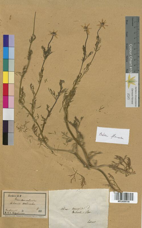 Adonis flammea (Ranunculaceae)