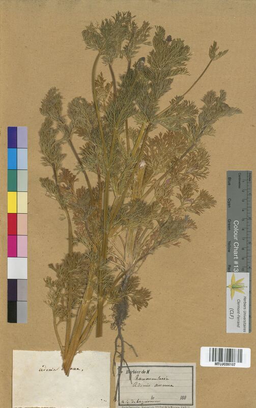 Adonis annua (Ranunculaceae)