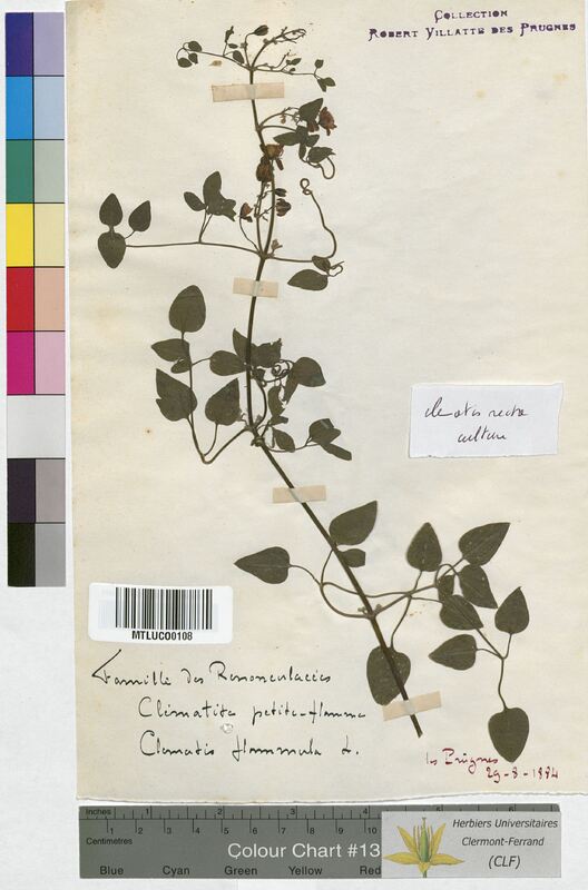Clematis recta (Ranunculaceae)