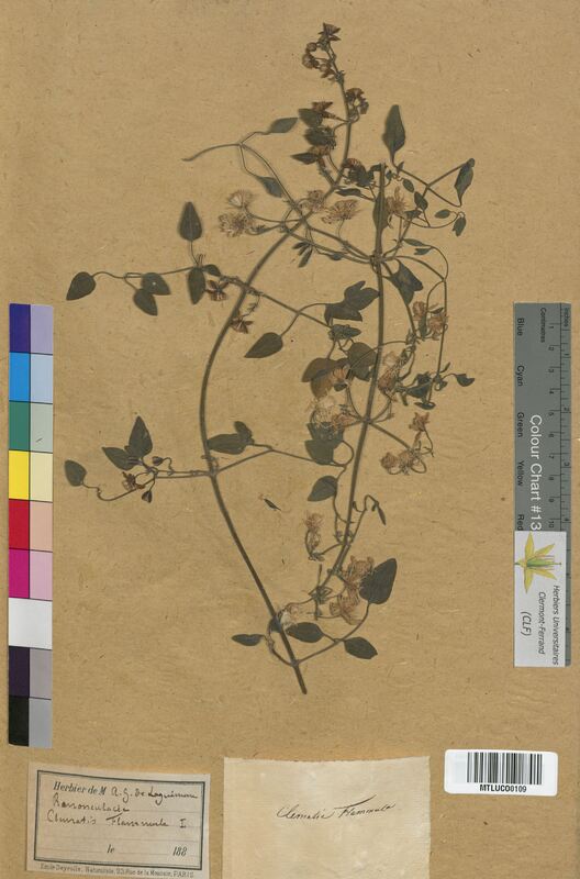 Clematis recta (Ranunculaceae)