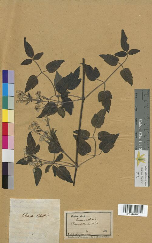 Clematis vitalba (Ranunculaceae)