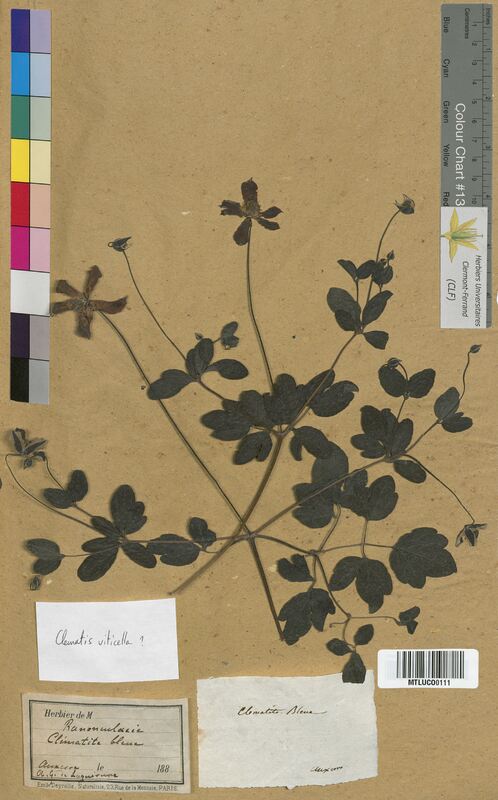 Clematis viticella (Ranunculaceae)