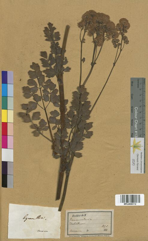Thalictrum sp. (Ranunculaceae)