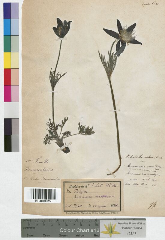 Anemone montana (Ranunculaceae)