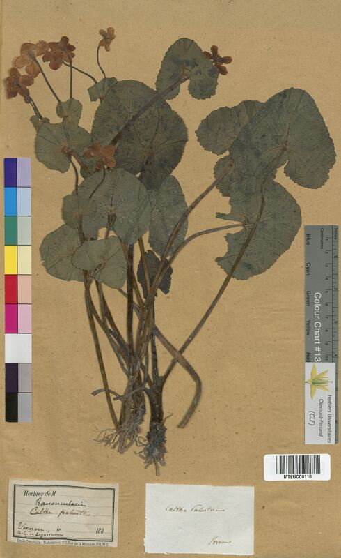 Caltha palustris (Ranunculaceae)
