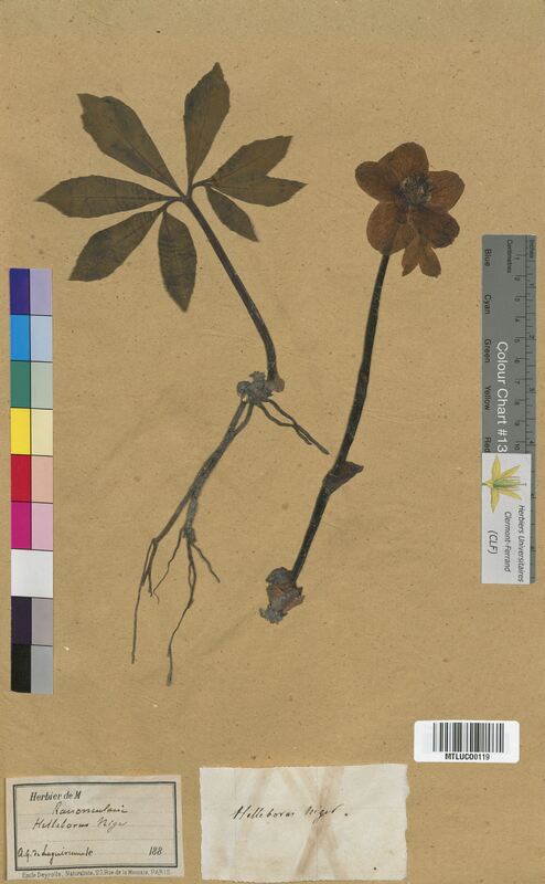 Helleborus niger (Ranunculaceae)