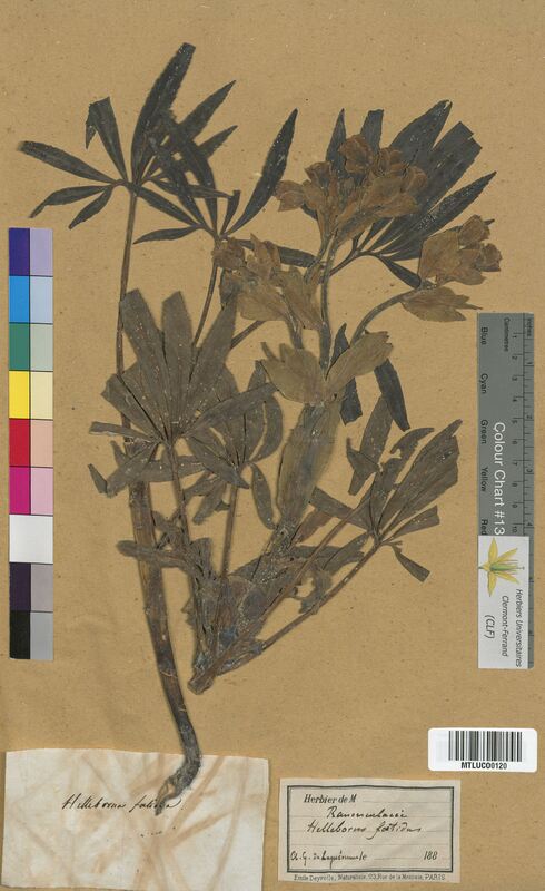 Helleborus foetidus (Ranunculaceae)