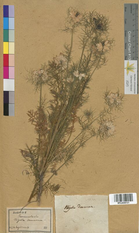 Nigella damascena (Ranunculaceae)