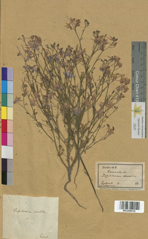 Delphinium consolida (Ranunculaceae)