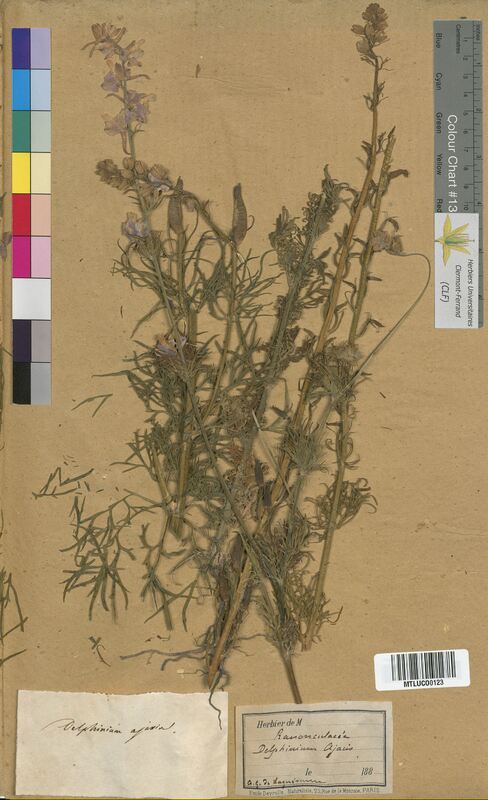 Delphinium ajacis (Ranunculaceae)