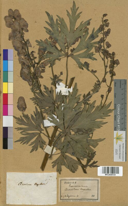 Aconitum napellus (Ranunculaceae)