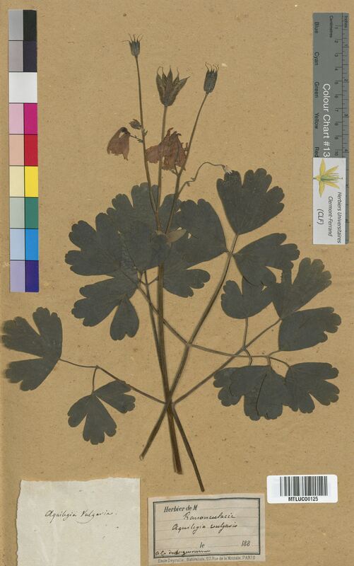 Aquilegia vulgaris (Ranunculaceae)